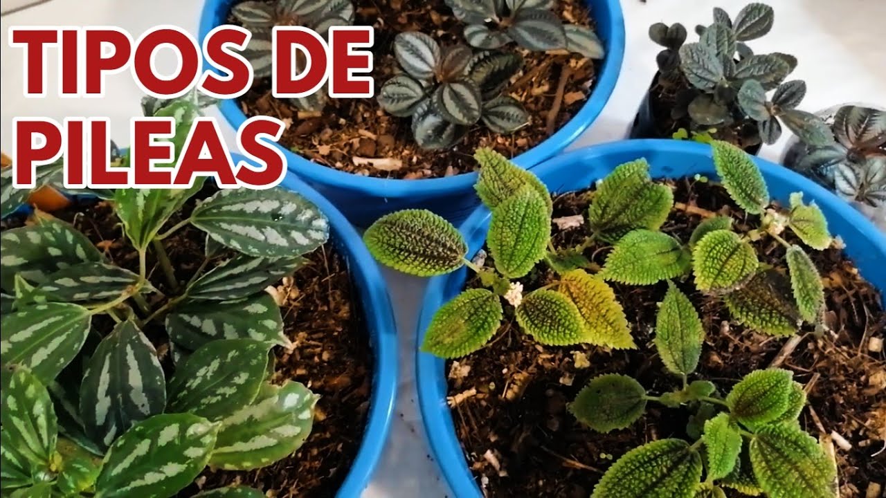 pileas tipos  y cuidados  donplantin