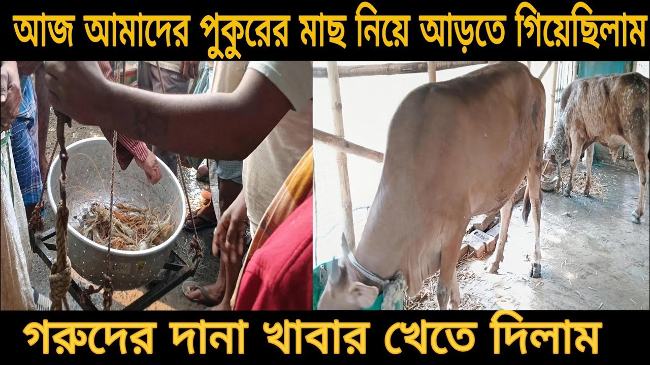 সকালের কাজ একসাথে 🐟➡️🐄 | পুকুরের মাছ নিয়ে আড়ত, তারপর গোরুদের দানা খাওয়ানো 🌾