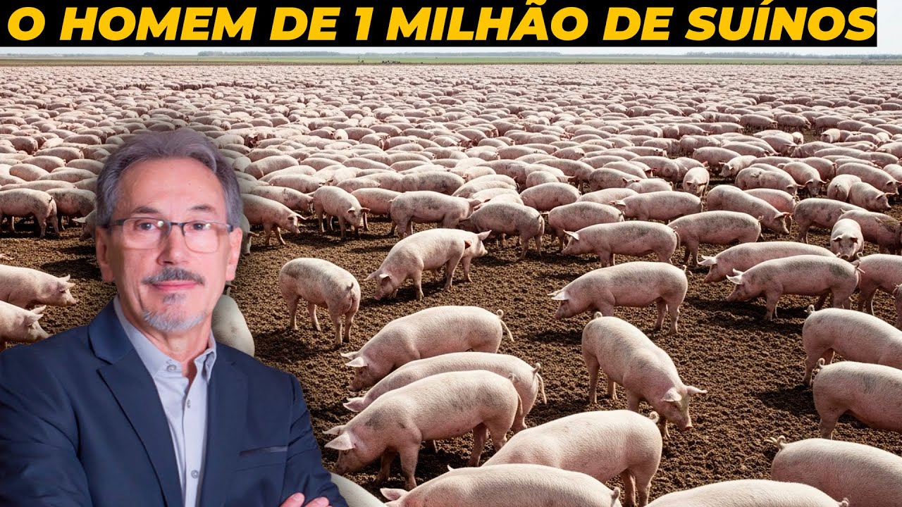 CONHEÇA O MAIOR CRIADOR DE PORCOS DO BRASIL