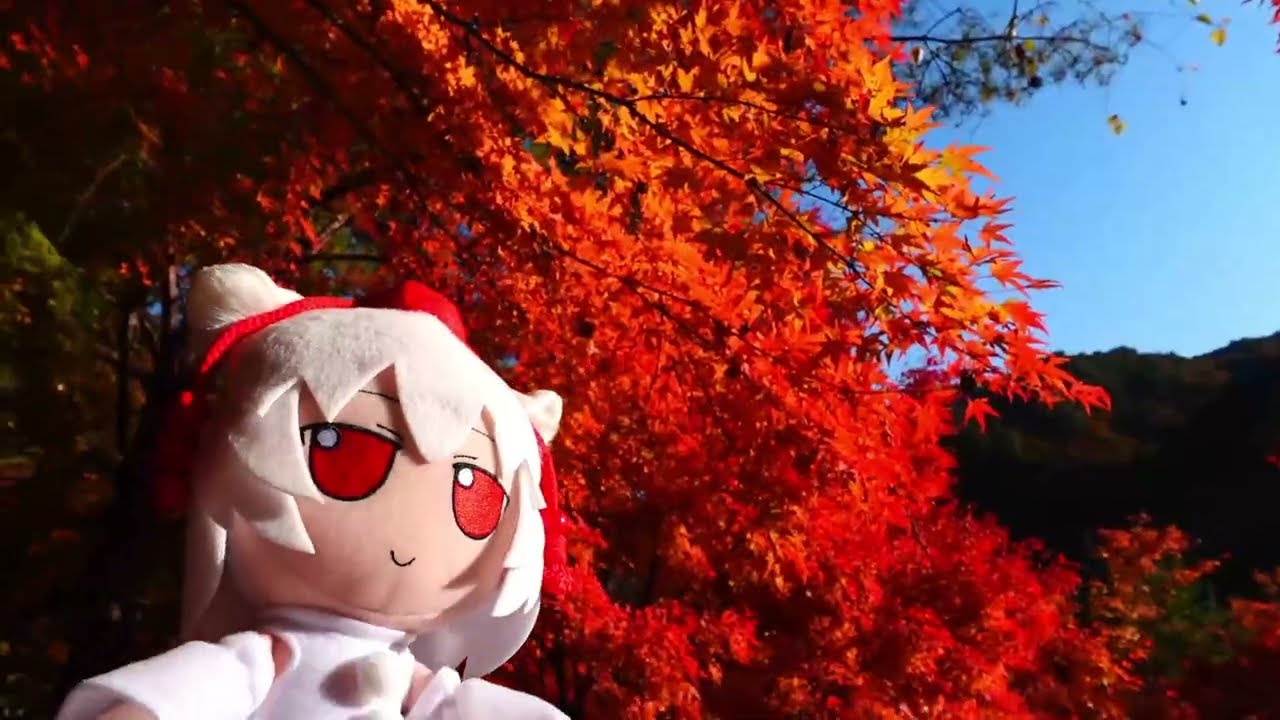 【長野県の紅葉絶景スポット】長野県 もみじ湖（箕輪~諏訪）Lake Momiji (Minowa Dam)2025/11/7
