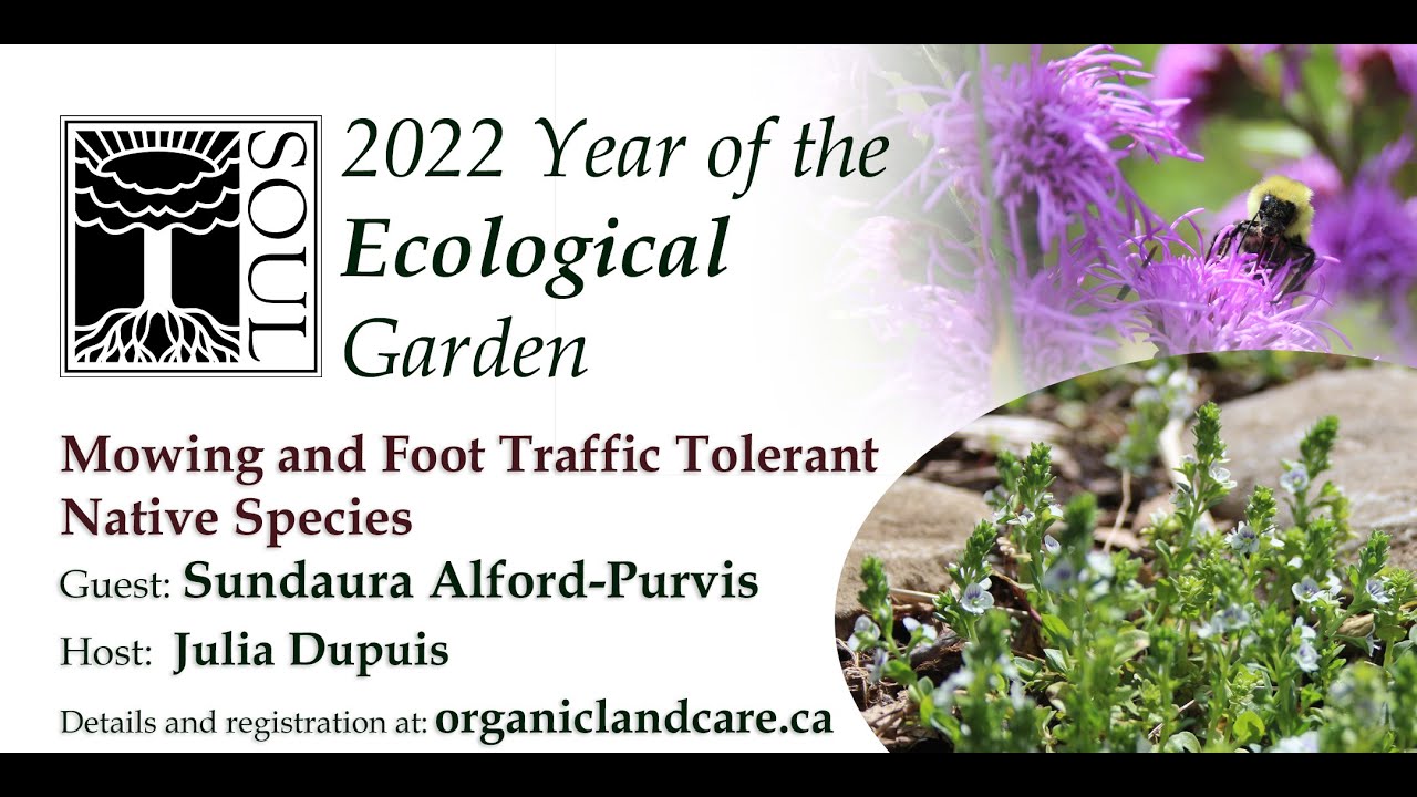 Mowing and Foot Traffic Tolerant Native Species
