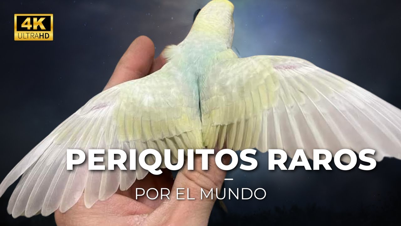Periquitos RAROS por el mundo ( periquito arcoiris alas negras)
