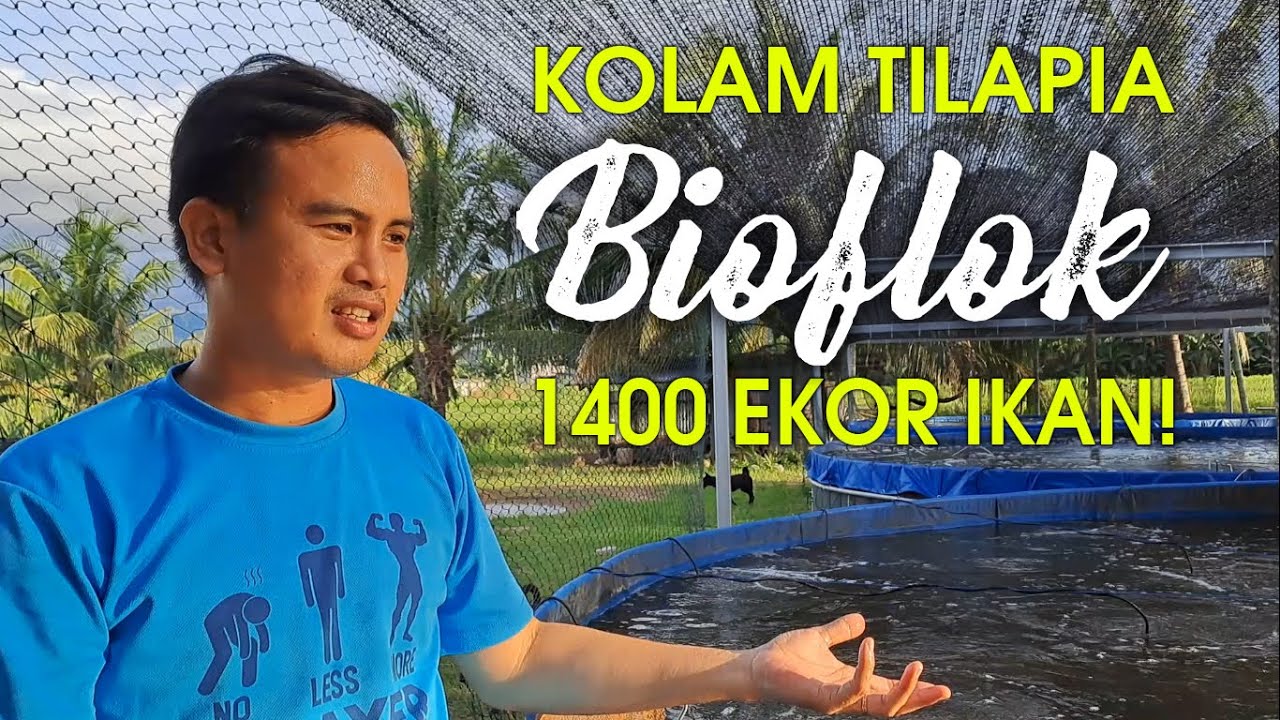 Kepadatan tilapia tinggi! Pemain BIOFLOK Sabah!