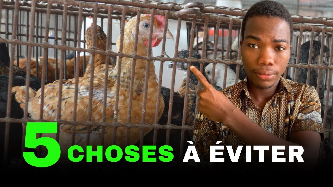5 Erreurs à Eviter en Elevage de poulet local Pour Gagner de L'argent
