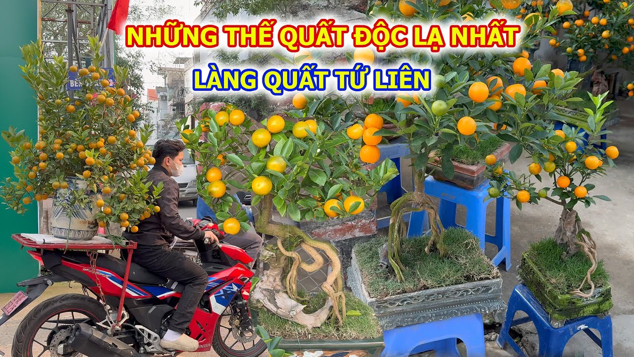 Quất Tứ Liên Độc Lạ Chưa Từng Thấy Tết 2026