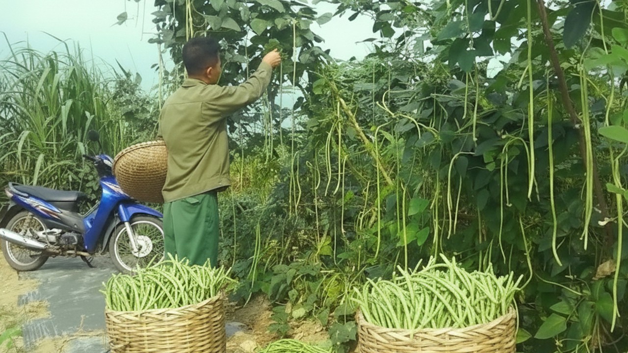 Caring for Lush Banana Trees and Livestock Before Harvesting Beans for Market