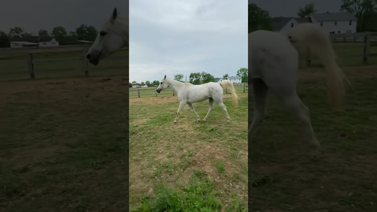 New Arabian mare at our barn we are training her ⭐️
