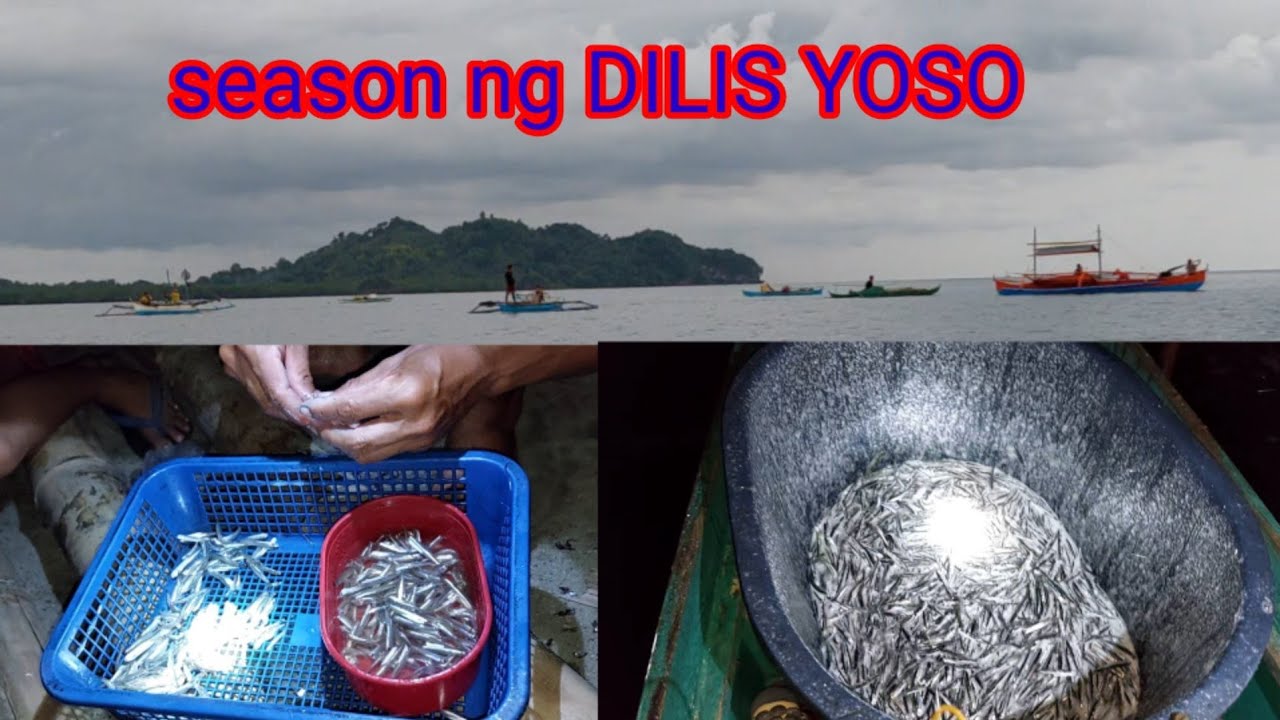 PART 1 PAANO MANGHULI NG DILIS AT LUPOY / CATCHING ANCHOVY USING DIP NET,