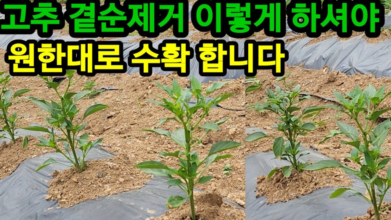 고추 곁순제거 빨리 하지 마시고 꼭 이럴때 이렇게 하시면 주렁주렁 달립니다