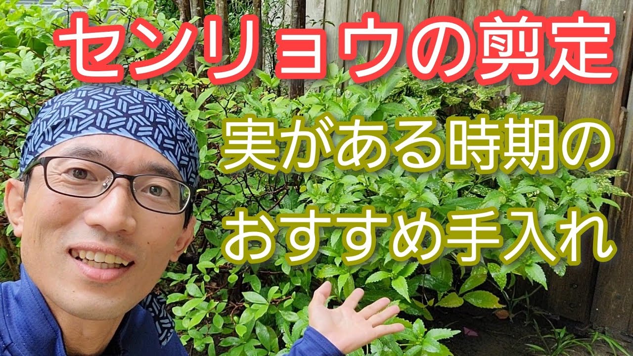 【センリョウ(千両)の剪定②】実が付いている時期でも小さくできる手入れ(2022年9月)🟢🍃