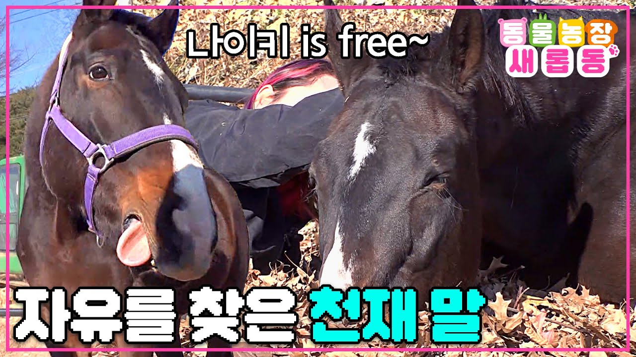 [#새롭동물농장] 나이키는 자유예요🥰 자유롭고 행복한 삶을 살게 된 천재 말🐴 / EP.1158 #TV동물농장 #AnimalFarm #SBSstory