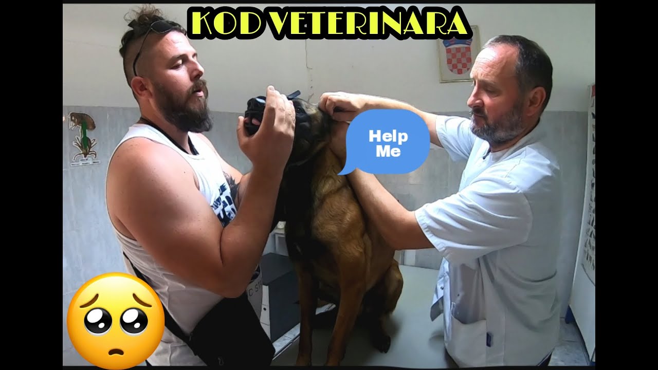 BELGIJSKI OVČAR ARES ** ODLAZAK VETERINARU **