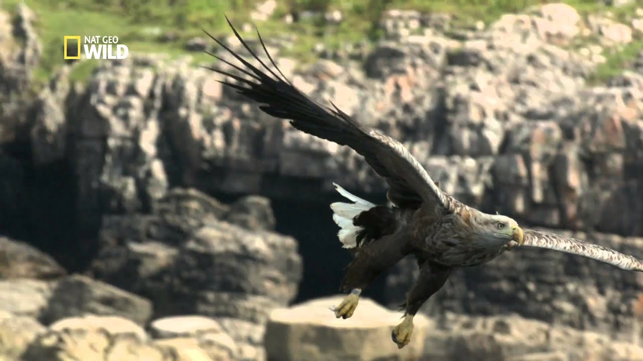 Les aigles pygargues