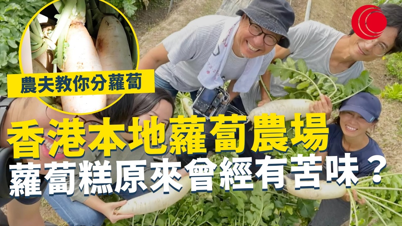 一線搜查｜香港本地蘿蔔農場 蘿蔔糕原來曾經有苦味？新一代農夫教你分蘿蔔  遲水蘿蔔如何分辨？｜950集｜有線新聞｜#一線搜查 羅頌欣｜HOYTV 77台 #HOYTV #開電視