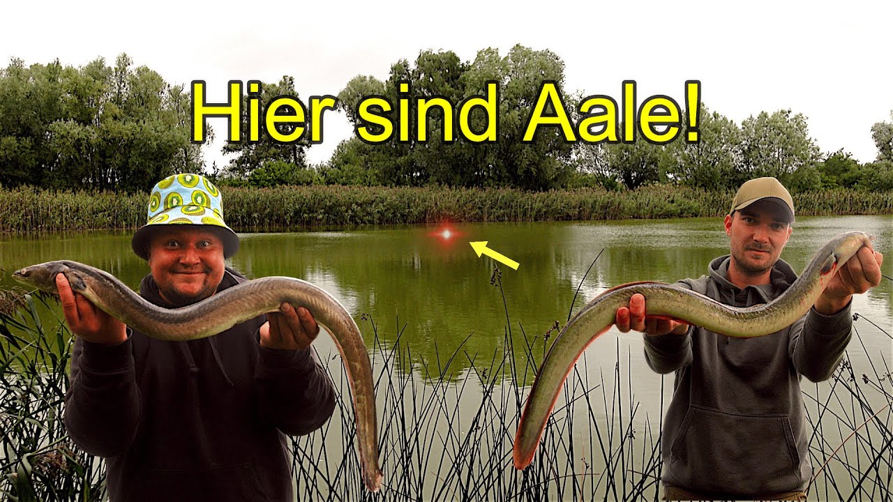 Angeln auf Fette Herbst Aale am Dorfteich! So fangen wir sie!