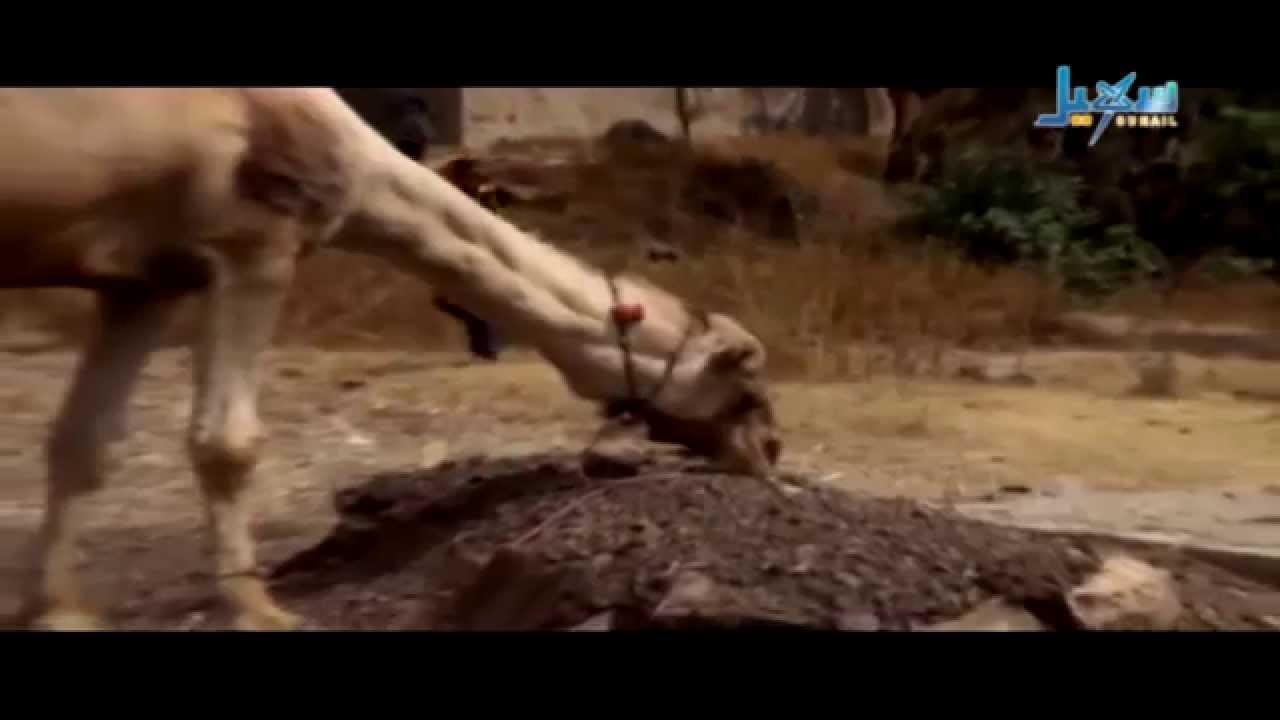جمل يبكي صاحبه الذي مات في اليمن