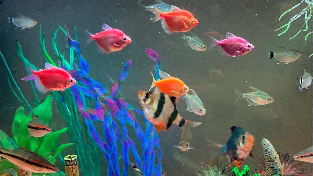 🦈🐡🐟🐠Fish Tank is Live 🐡🦈🐟🐠