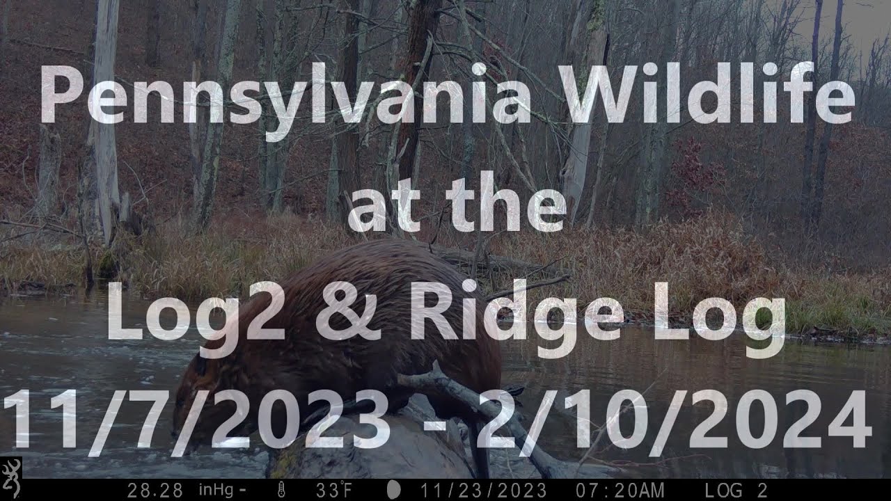 Pennsylvania Wildlife at the Log2 & the Ridge Log     11/7/2023 - 2/10/2024