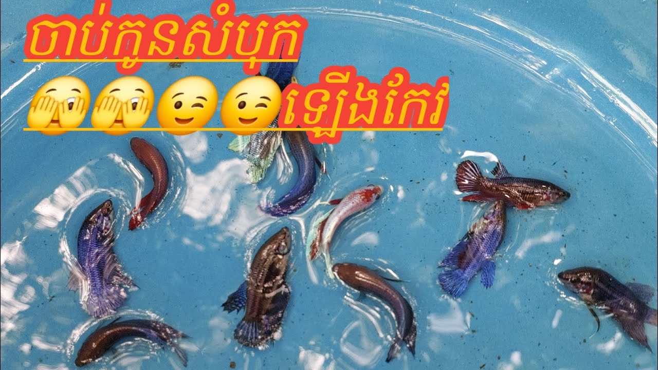 ដួសត្រីក្រឹមដាក់កែវ #primitivebettafish #betta 