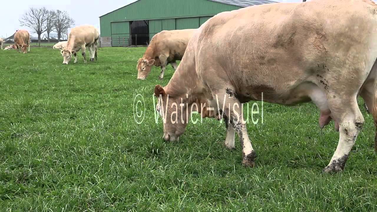Vaches allaitantes de race Blonde d'Aquitaine en p&acirc;ture sur prairie 120316M030