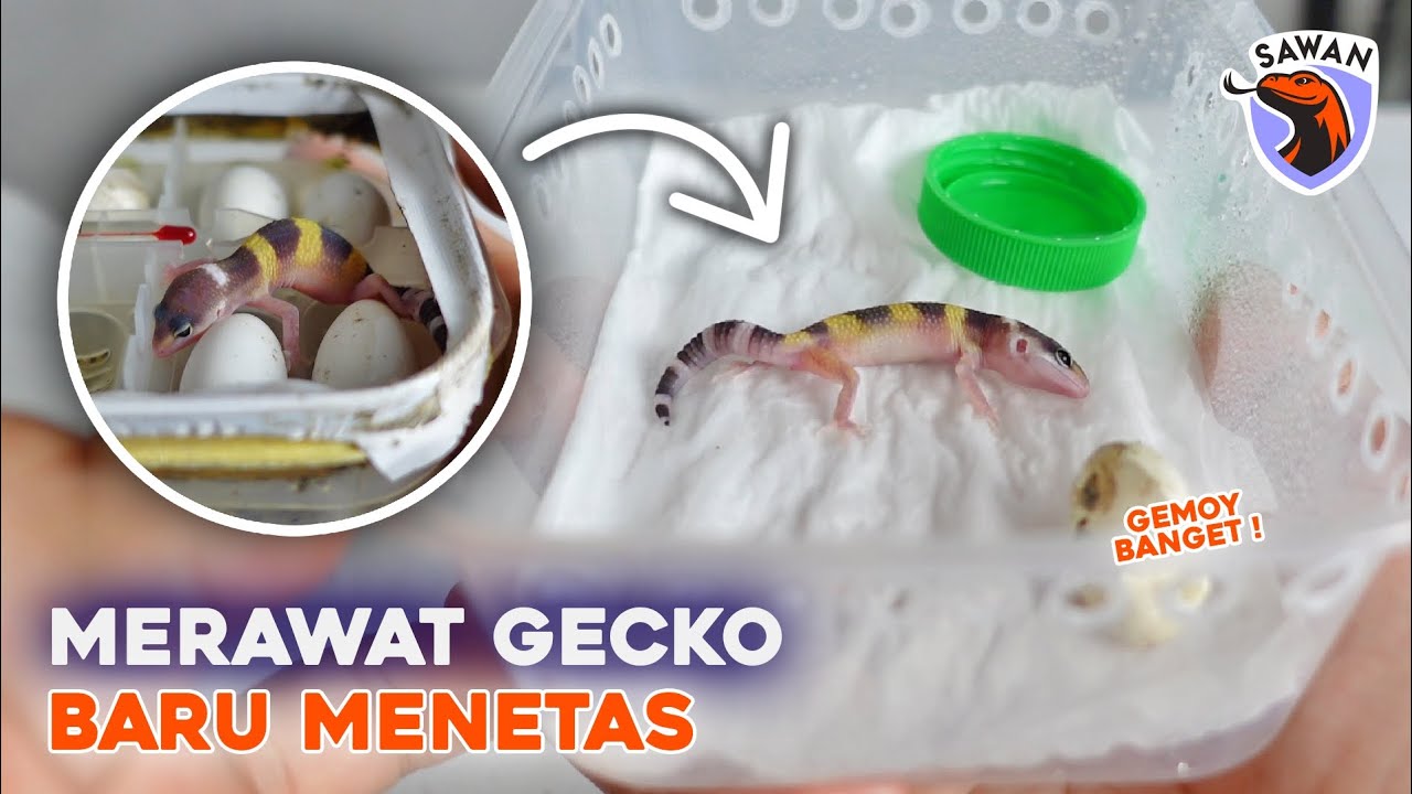 CARA merawat BABY LEOPARD GECKO biar JUMBO! 