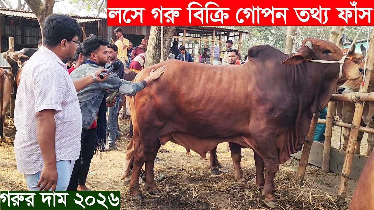 লস দিয়ে গরু বিক্রি গোপন তথ্য ফাঁস। ‍২০২৬ কুরবানীর উপযোগী ষাঁড় গরুর দাম জানুন ঘাড়মোরা হাট থেকে