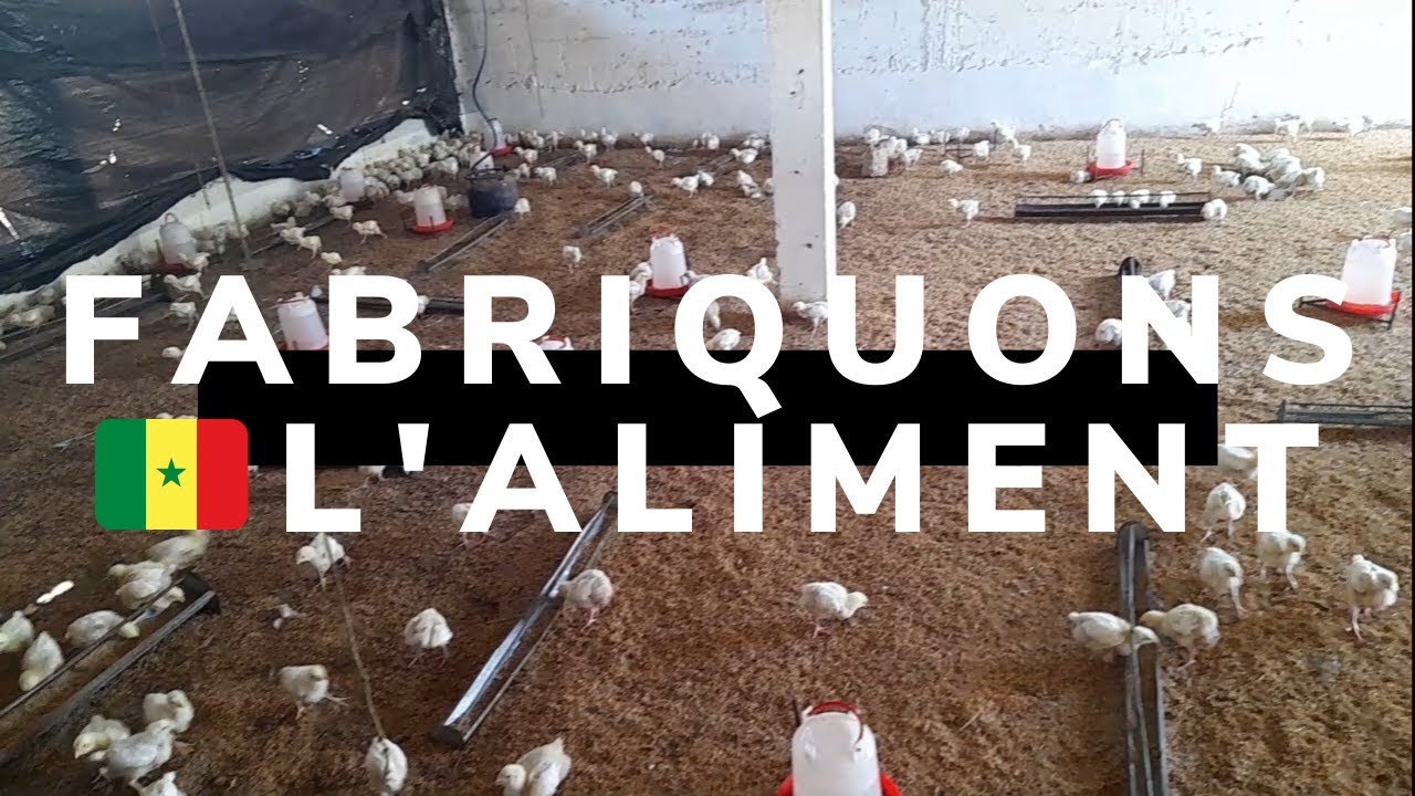 comment composer l'aliment poulet au Sénégal