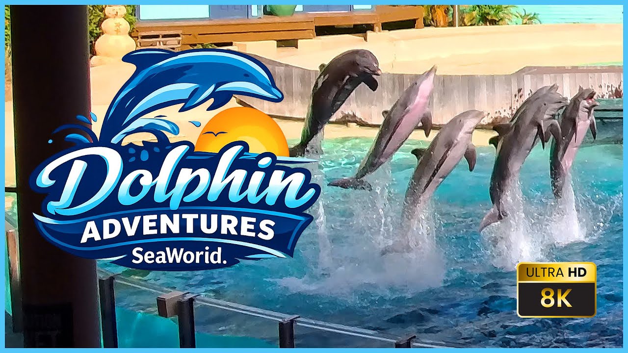 Приключения с дельфинами 🐬 | Удивительное шоу и встречи с дельфинами в потрясающем качестве 8K