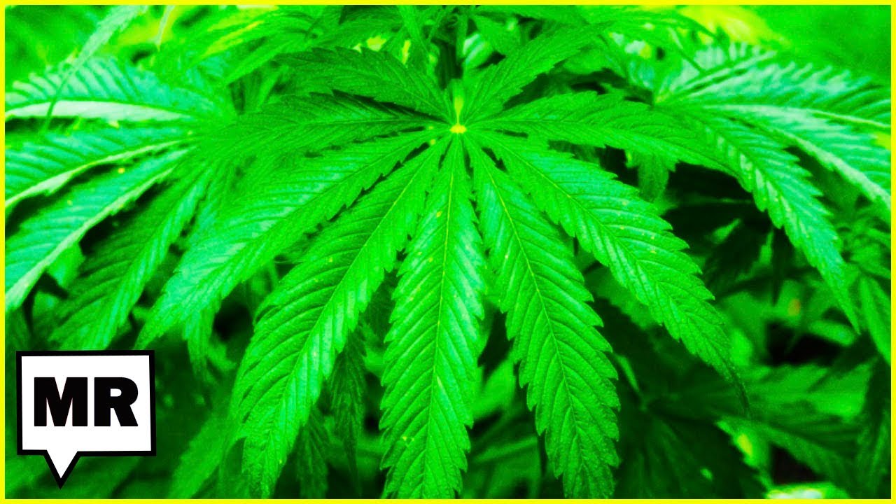 Florida's Legal Cannabis Problem