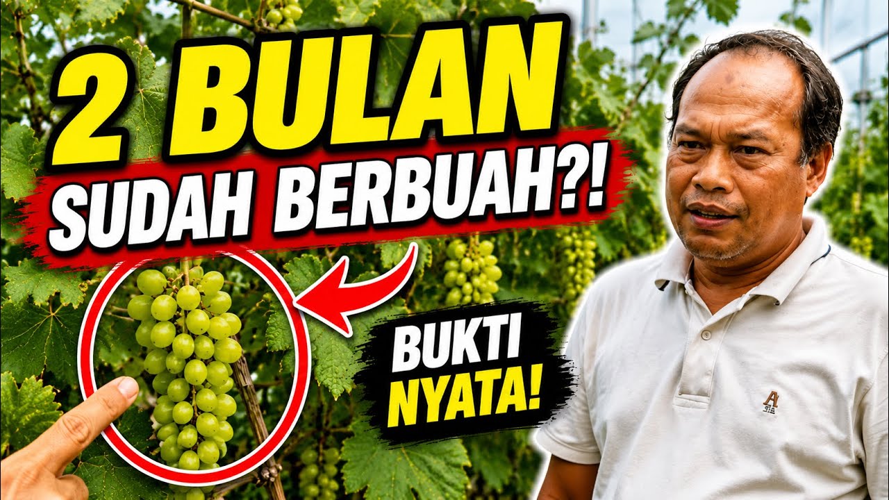BUKTI NYATA ANGGUR BERBUAH DI USIA 2 BULAN TANAM !!??