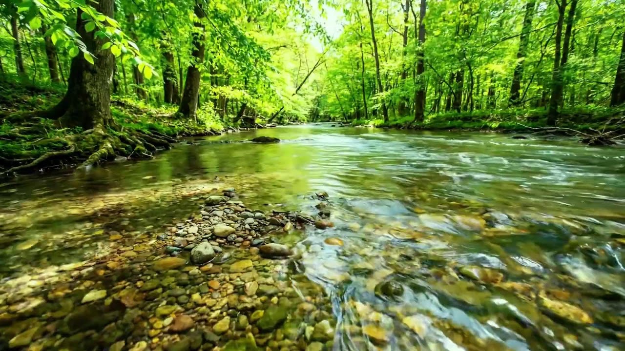 Gentle Forest Stream and Birds Singing, Ten Hours of Relaxation, Meditation, Study, and Peace ASMR