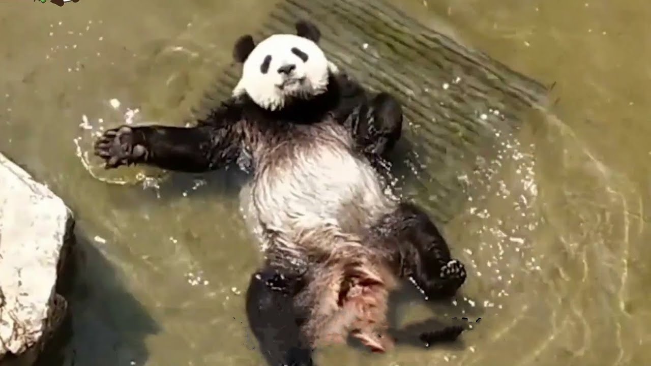 Panda Funny Moment Videos Compilation🐼🐼😍大熊猫的可爱搞笑合集