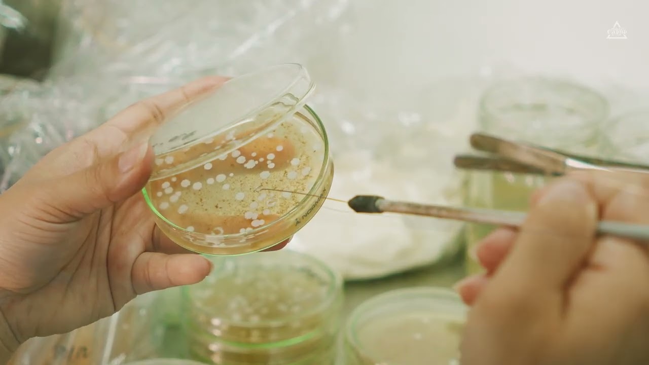 Cà Thủ Roastery sơ chế cà phê mùa 2026 và những phát hiện thú vị! P2