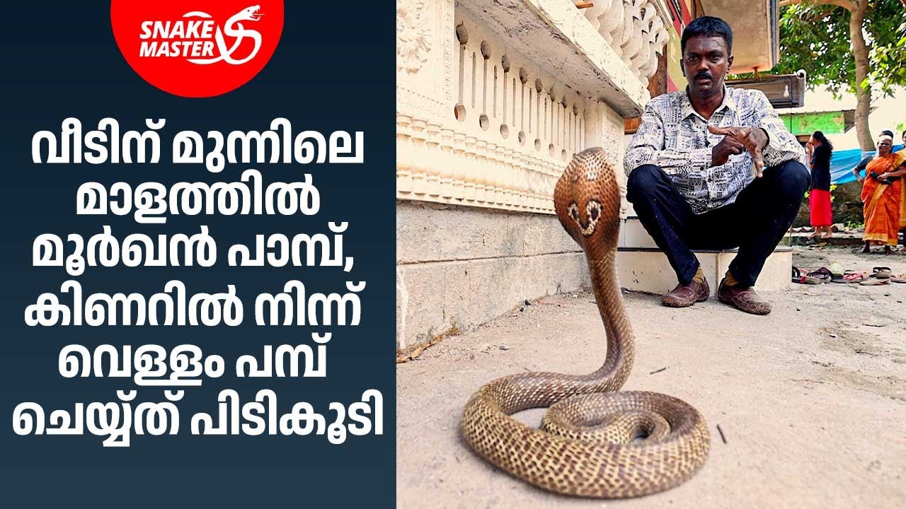 മൂർഖൻ പാമ്പിനെ കഷ്ട്ടപ്പെട്ട് പിടികൂടി | Cobra Rescue | Vava Suresh | Snakemaster 1153