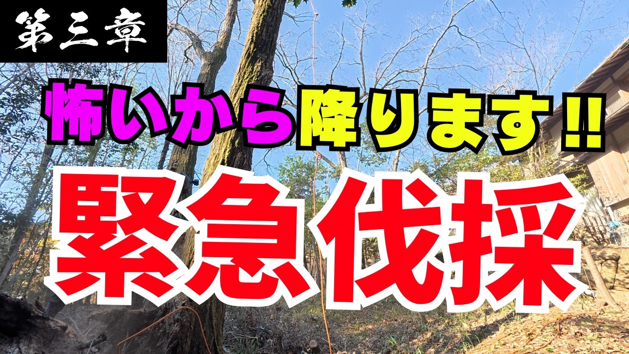 【7日間の死闘、ついに決着】岡山で伐採‼︎屋根を覆う巨大桜と枯れ大木を完全に沈めた職人の執念【第三章】