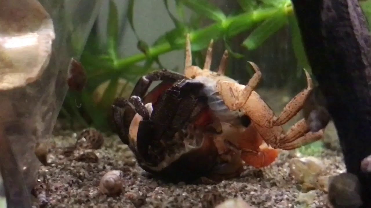 Red claw crab shedding (Bruce changing his shell)