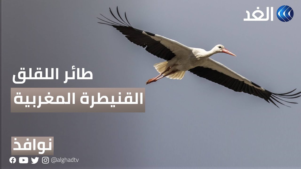 طائر الّلقلق - يختار القنيطرة مستقرا له في المغرب | #نوافذ