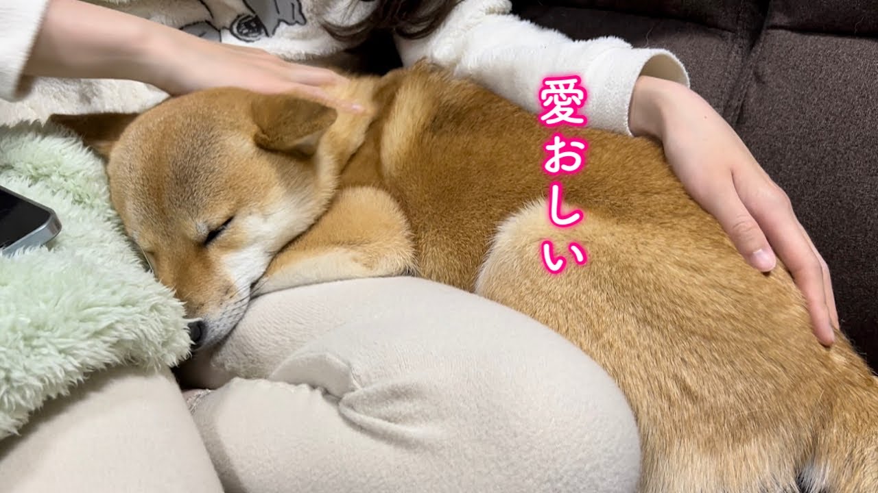 2歳になってもママにべったりな甘えん坊すぎる柴犬が可愛い