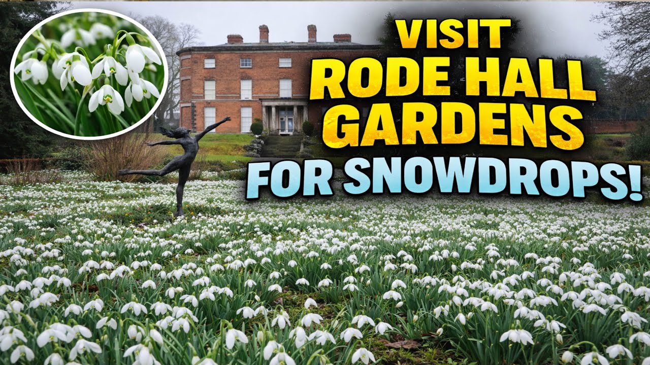 Snow Drops at Rode Hall Cheshire