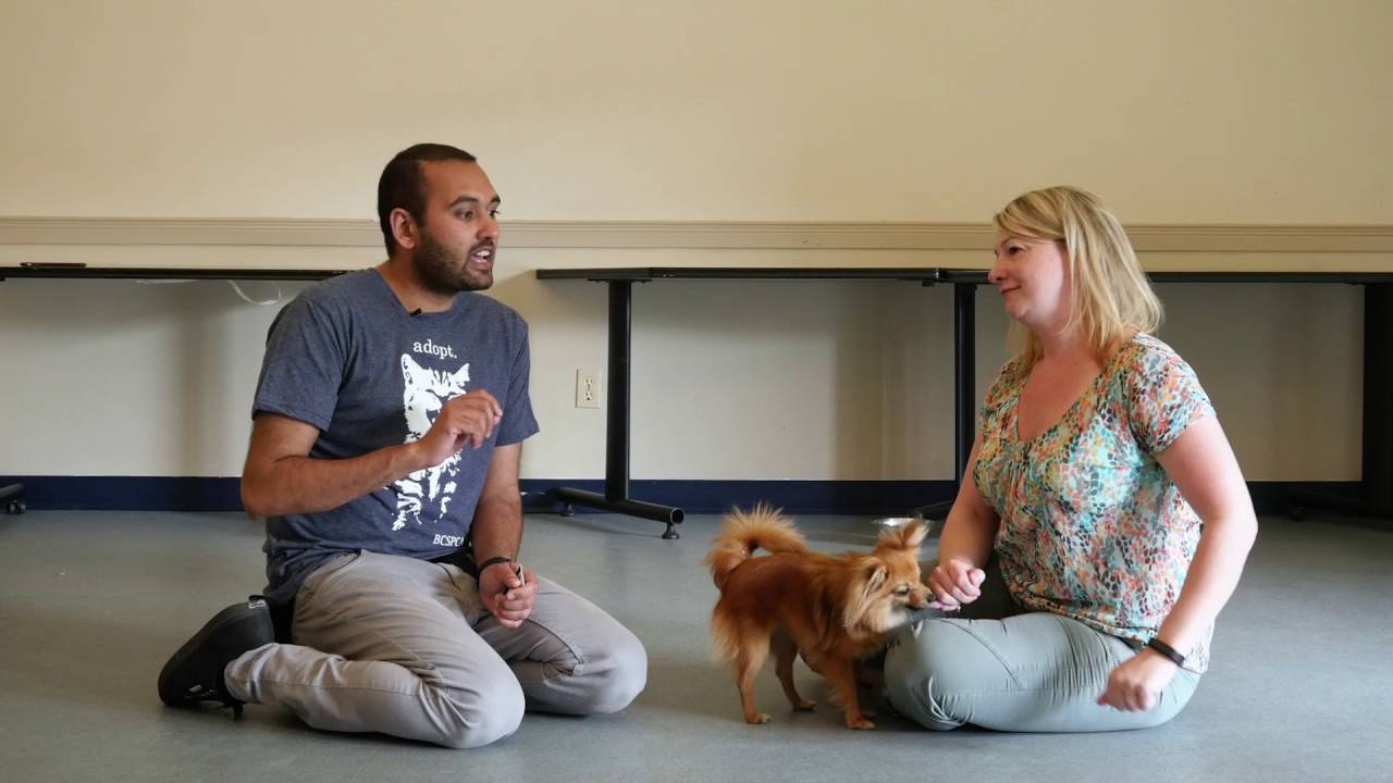 Tip Tuesday: How do I get my Dog to Tell Me When They Need To Go To The Bathroom