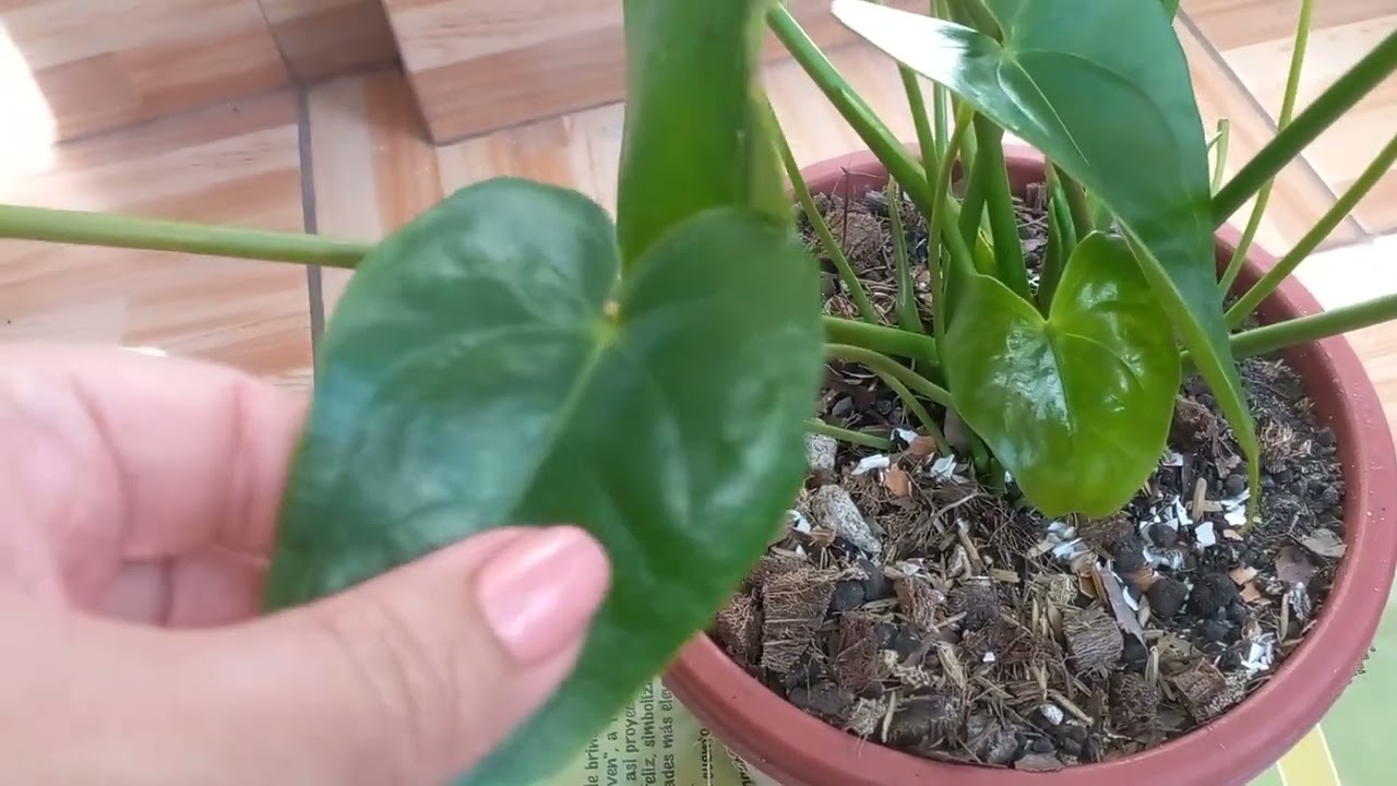 Acaros en plantas de interior😥