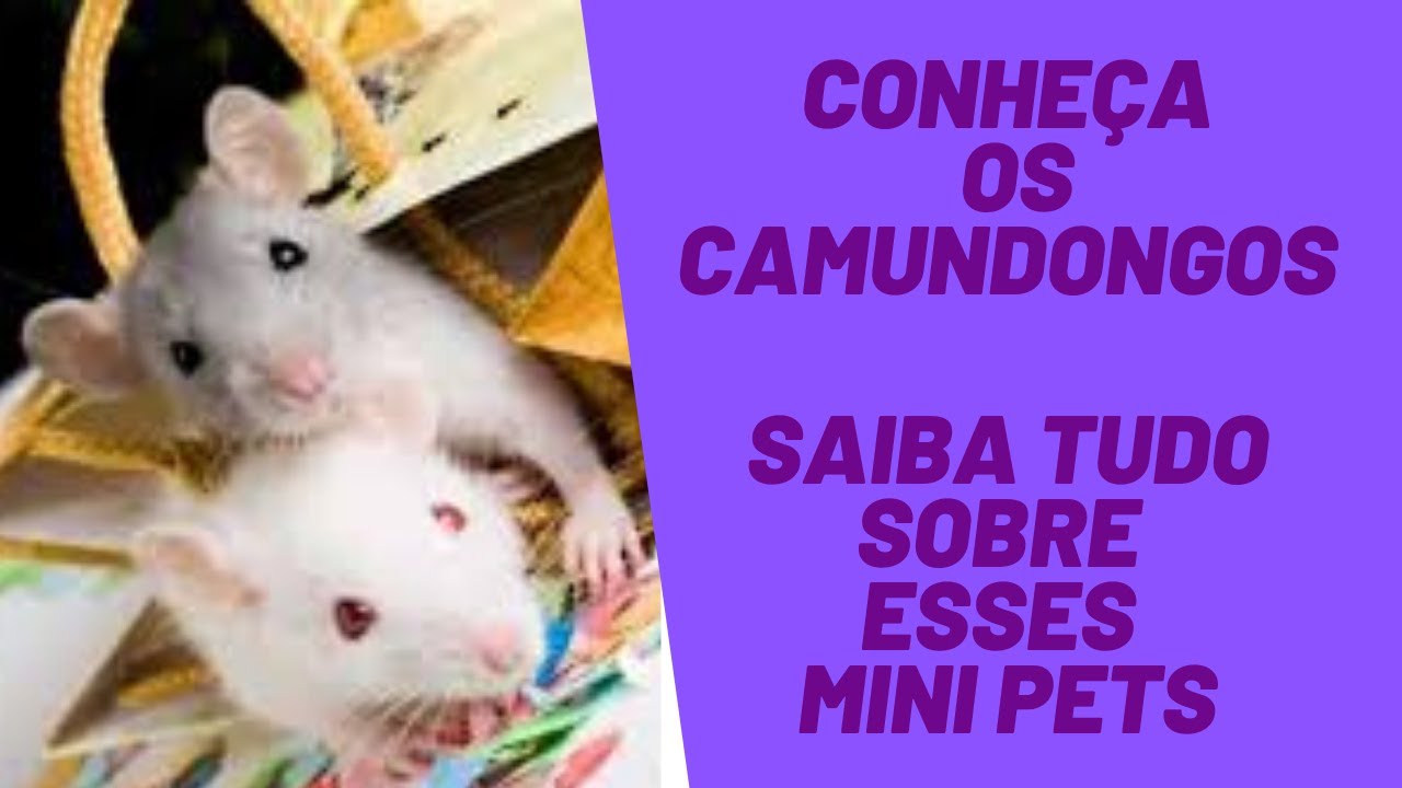 Conheça os camundongos. Saiba tudo sobre esse mini pet