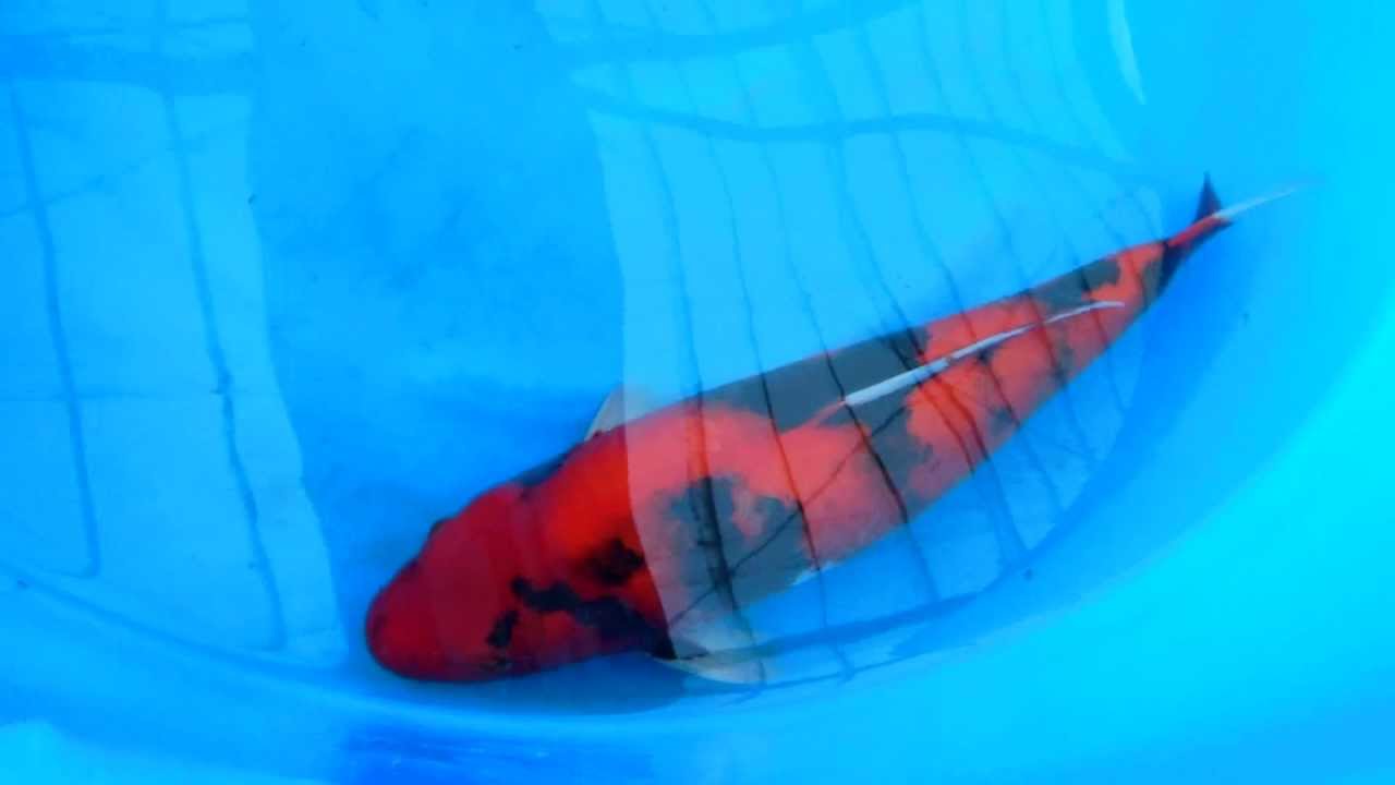 Hi Showa from Miyatora Koi Farm, born in 2010