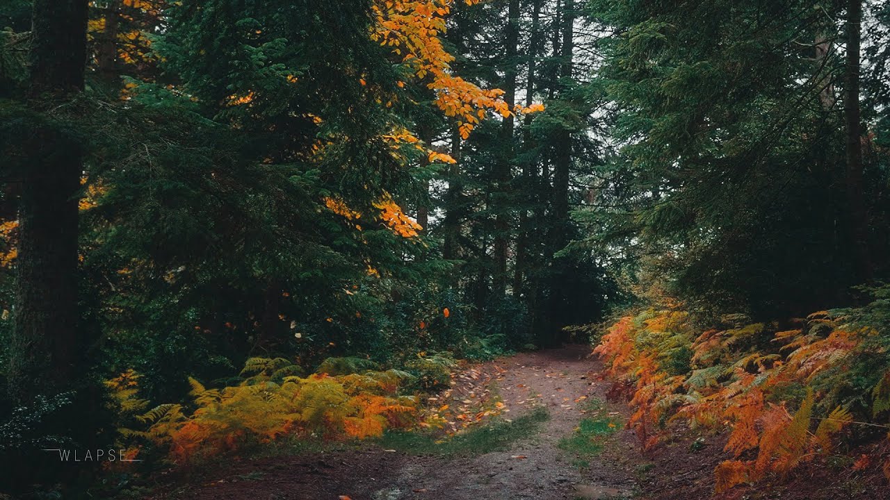 8 Hours Rainy Forest Ambience — Gentle Rain & Natural Forest Sounds  No Music