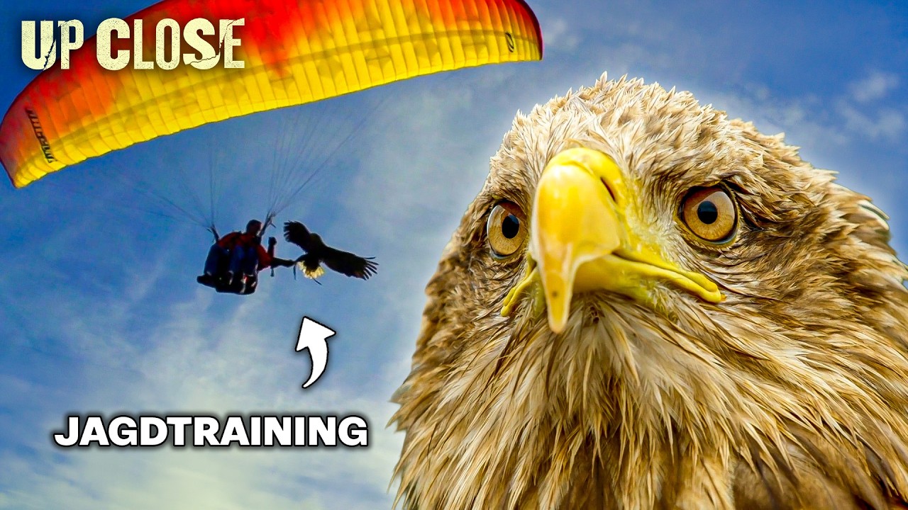 Dieser Seeadler lernt das Jagen mit Gleitschirm