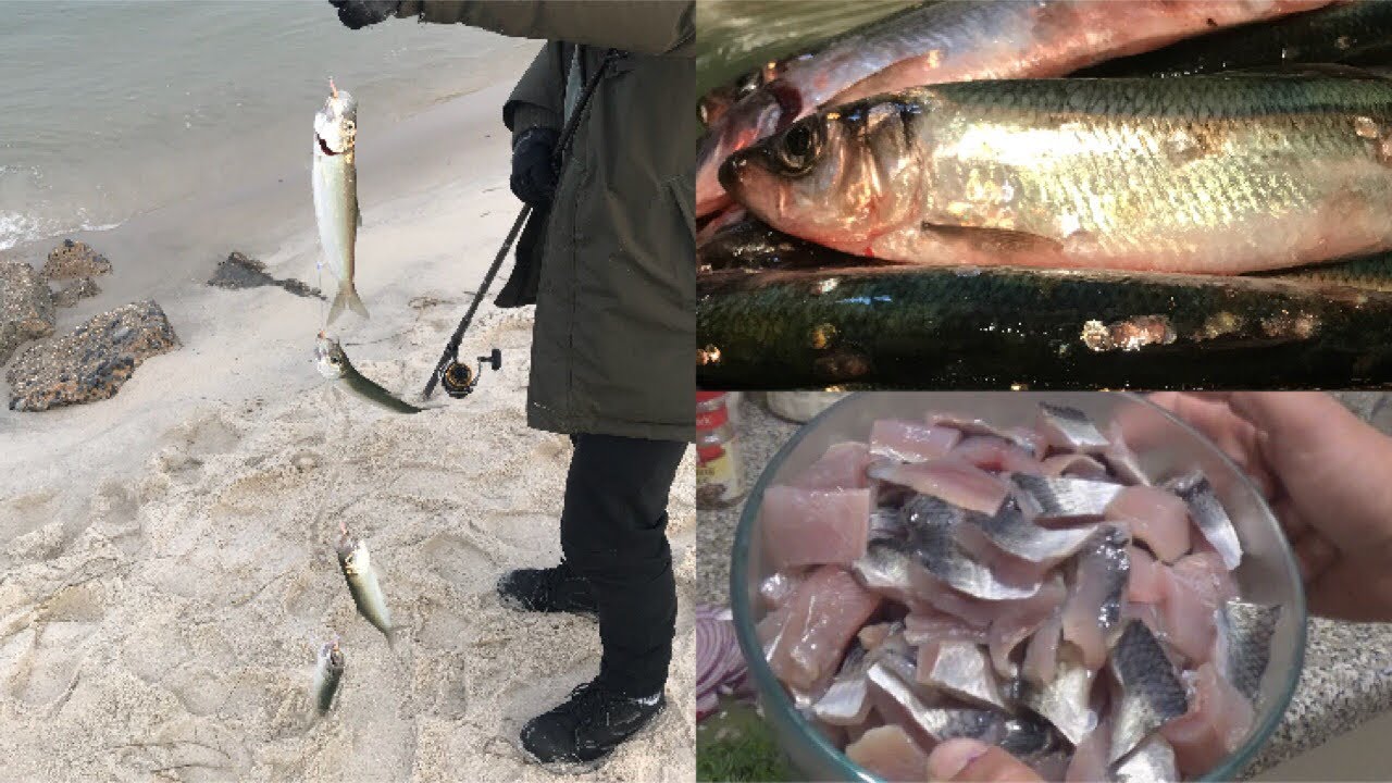 Catch & Cook: HERRING...GROSS? (PICKLED & FRIED - First Time Tasting)