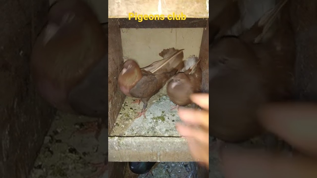 Nesawre Lal tamda kabutar or uske bachche.How do you breed red pigeons?