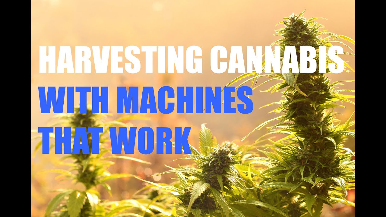 Cannabis Trimming Company | Where Bud Quality Matters