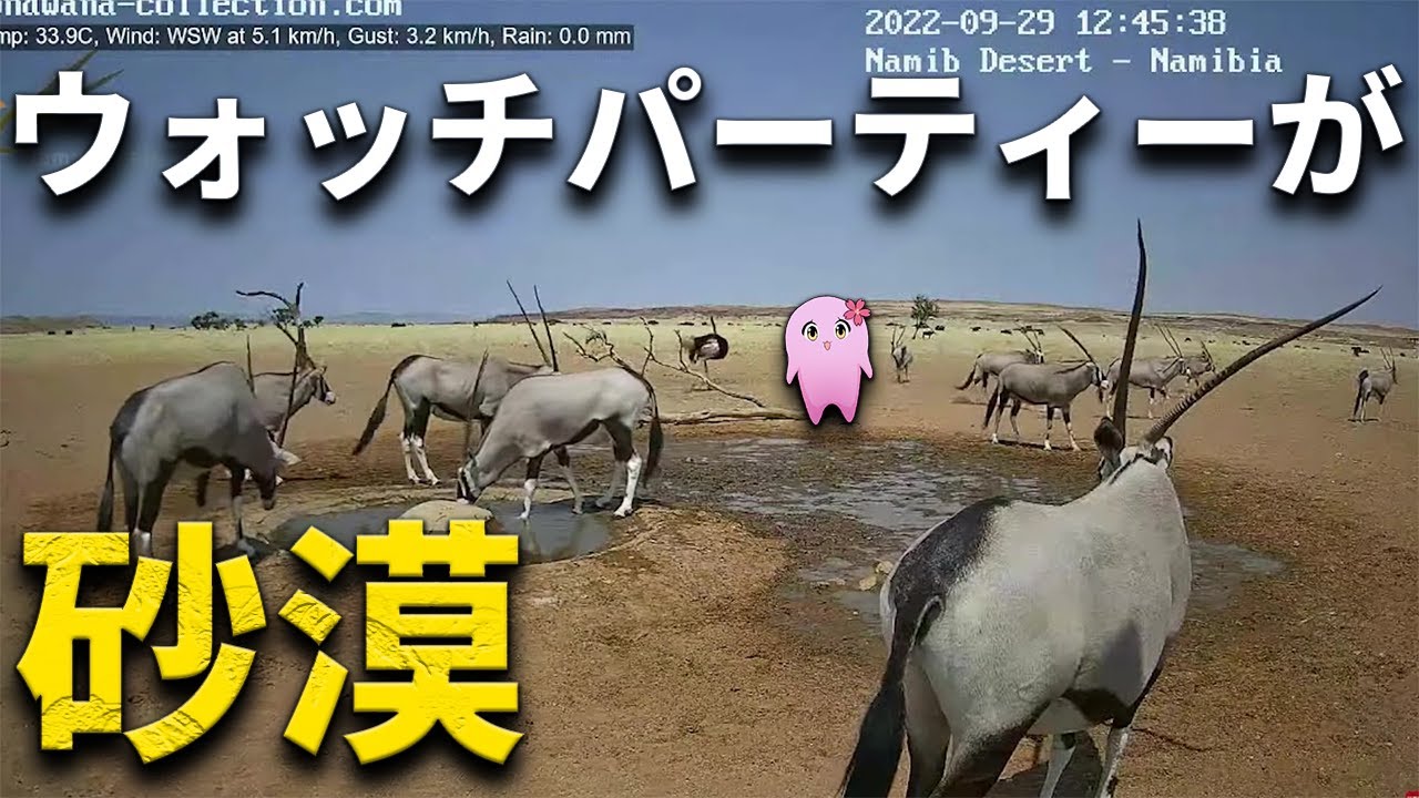 SqLAと見る、アフリカのナミブ砂漠 【 SqLA 】