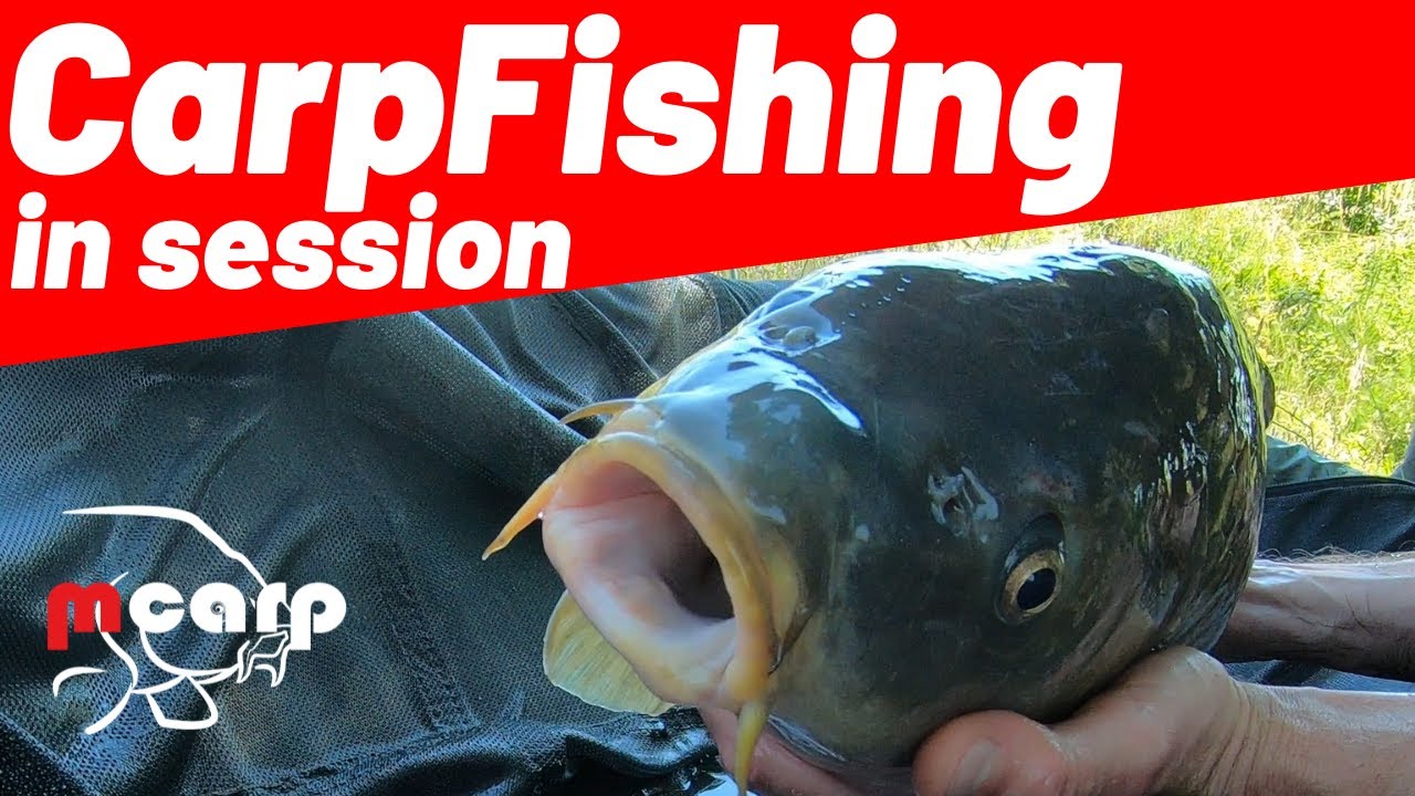 Carpfishing in canale. Sessione stupenda con magnifica carpa. Tecnica e trucchi carpfishing.